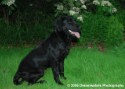 Mutt at the Park 004.jpg